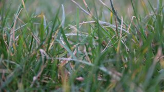 GrassCheck: A second boom week on the cards