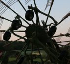 GrassCheck: Contractors reel in bumper first cut as growth spurt continues