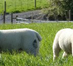 Open day planned at NI's first RamCompare flock