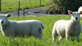 Open day planned at NI’s first RamCompare flock