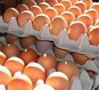 Egg industry calls on public to look beyond size on 'Stir-up Sunday'