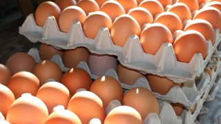 Northern Irish modern slavery most common in poultry and egg sectors