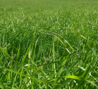 Germinal sells Morton's brand