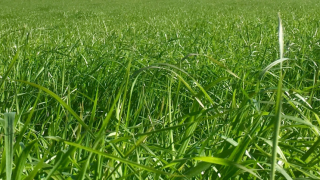 Germinal sells Morton’s brand