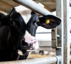 Learn the essentials of calf rearing in one day
