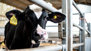 Learn the essentials of calf rearing in one day