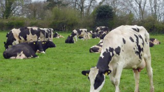Know the symptoms of heat stress in your cattle?
