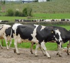 Northern Irish Lakeland suppliers optimistic for future growth