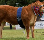 Highland Show: 'Super stylish' Limousin heifer clinches Interbreed Championship