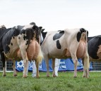 New Holstein sires bring new opportunities to breeders