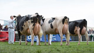 New Holstein UK president named