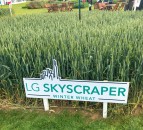 Skyscrapers of wheat and oilseed rape made of steel…what’s new in crop varieties