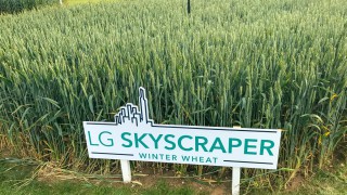 Skyscrapers of wheat and oilseed rape made of steel…what’s new in crop varieties