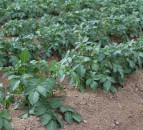 New GB seed potato varieties accredited for Kenya