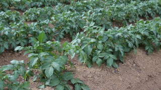 New GB seed potato varieties accredited for Kenya