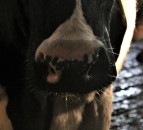 Suspected water poisoning kills 55 cows on Leicestershire farm