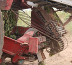 Potatoes enjoy a 12-month period of significant growth