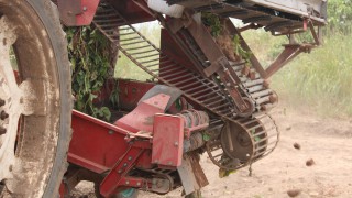 Potatoes enjoy a 12-month period of significant growth