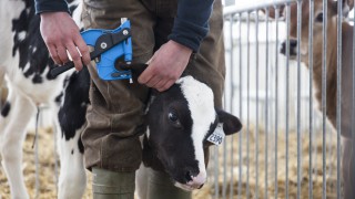 Genomics to rise to next level with new on-farm female test