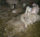 Pigs found ‘eating the remains of dead animals’ on horrific Bristol holding