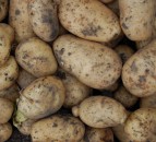 Potato processors given go-ahead for controlled use of DMN