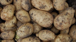 ‘Potatoes less exposed to Brexit risks than many other sectors’