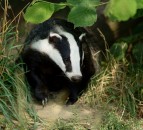 Bovine TB: Could chipping or electronic ID be part of the solution?