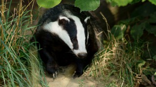 Bovine TB: Could chipping or electronic ID be part of the solution?