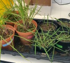 Pregnancy test for blackgrass…how does it work?