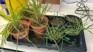 Pregnancy test for blackgrass…how does it work?