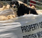 Veterinary bodies continue call for repeal of breed-specific legislation on Dangerous Dogs Act