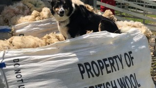 Is the Wool Board a marketing model for the rest of our agri food sectors?