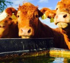 AHDB publishes guidelines for water supply interruption