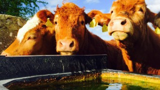 AHDB publishes guidelines for water supply interruption