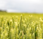 Glastir derogation granted as hot weather continues