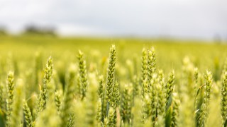 Could improving your crop rotation improve your farm profitability?
