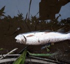 NIEA investigating ‘major fish kill’ in Armagh