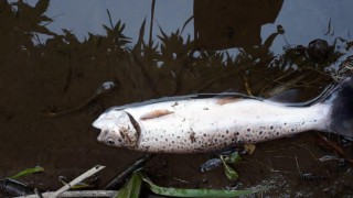 NIEA investigating ‘major fish kill’ in Armagh