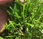How to make best use of grass when zero-grazing