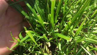 Timothy should be included in most grass seed mixes