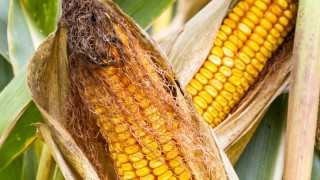 RB209 updated with new comprehensive advice on sulphur