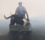Video: Farmers race to save sheep from searing flames