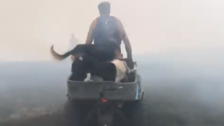 Video: Farmers race to save sheep from searing flames