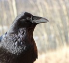 National Sheep Association outlines raven cull options