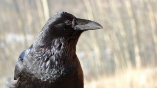 National Sheep Association outlines raven cull options