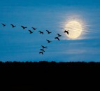 Bird flu: Chief vet stresses importance of biosecurity as third bird tests positive