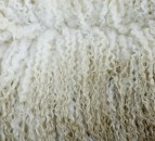 Wool prices expected to remain competitive as demand is ‘set to grow’