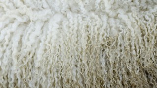 Wool prices expected to remain competitive as demand is ‘set to grow’