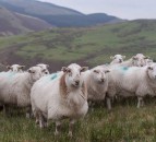 Over 15,600 farm businesses in Wales to receive BPS payments tomorrow