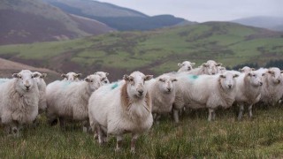 Over 15,600 farm businesses in Wales to receive BPS payments tomorrow